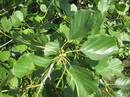 Alnus glutinosa